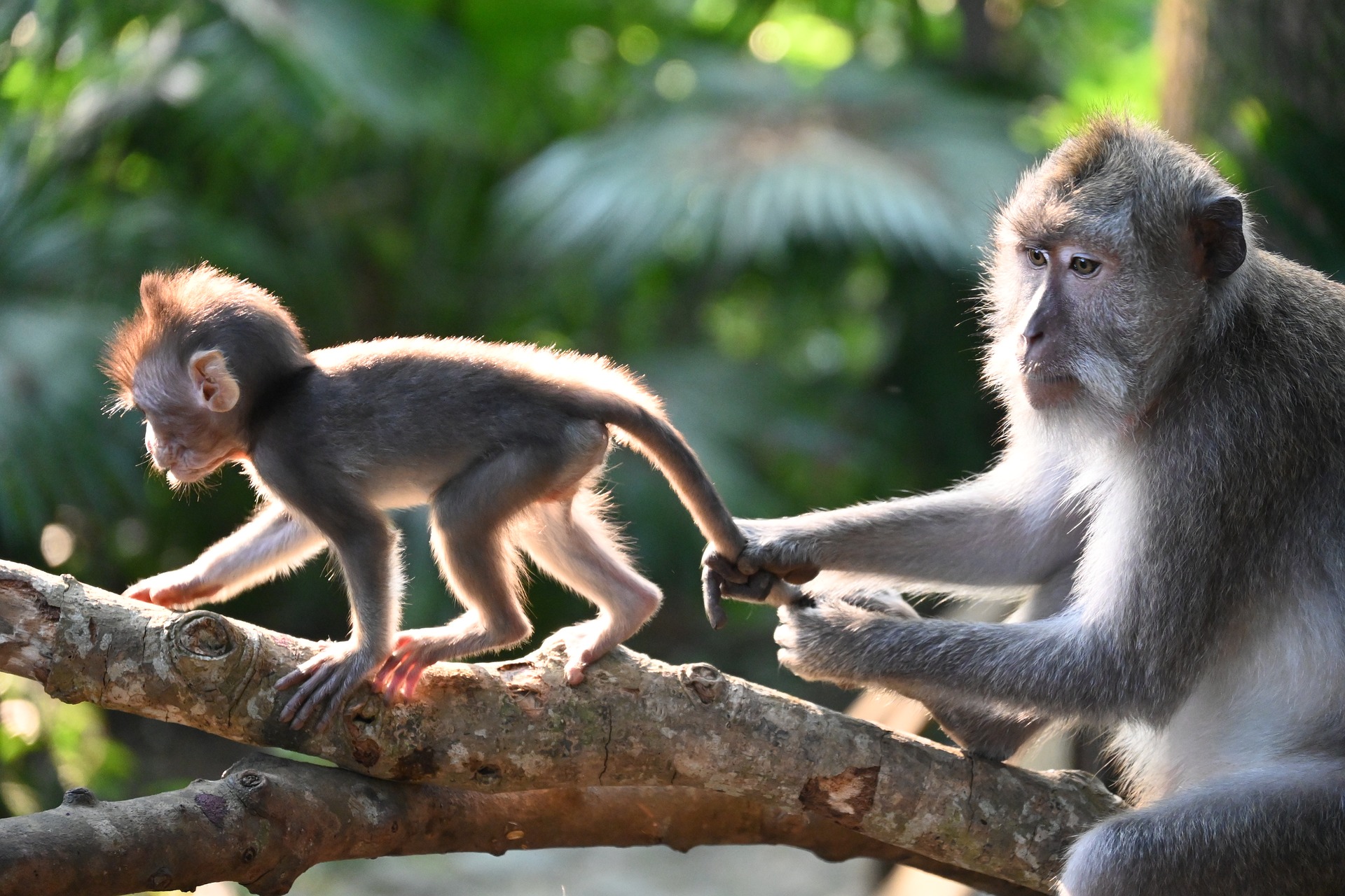 ein Baby Japanmakak läuft über einen Ast und seine Mutter hilft ihm dabei