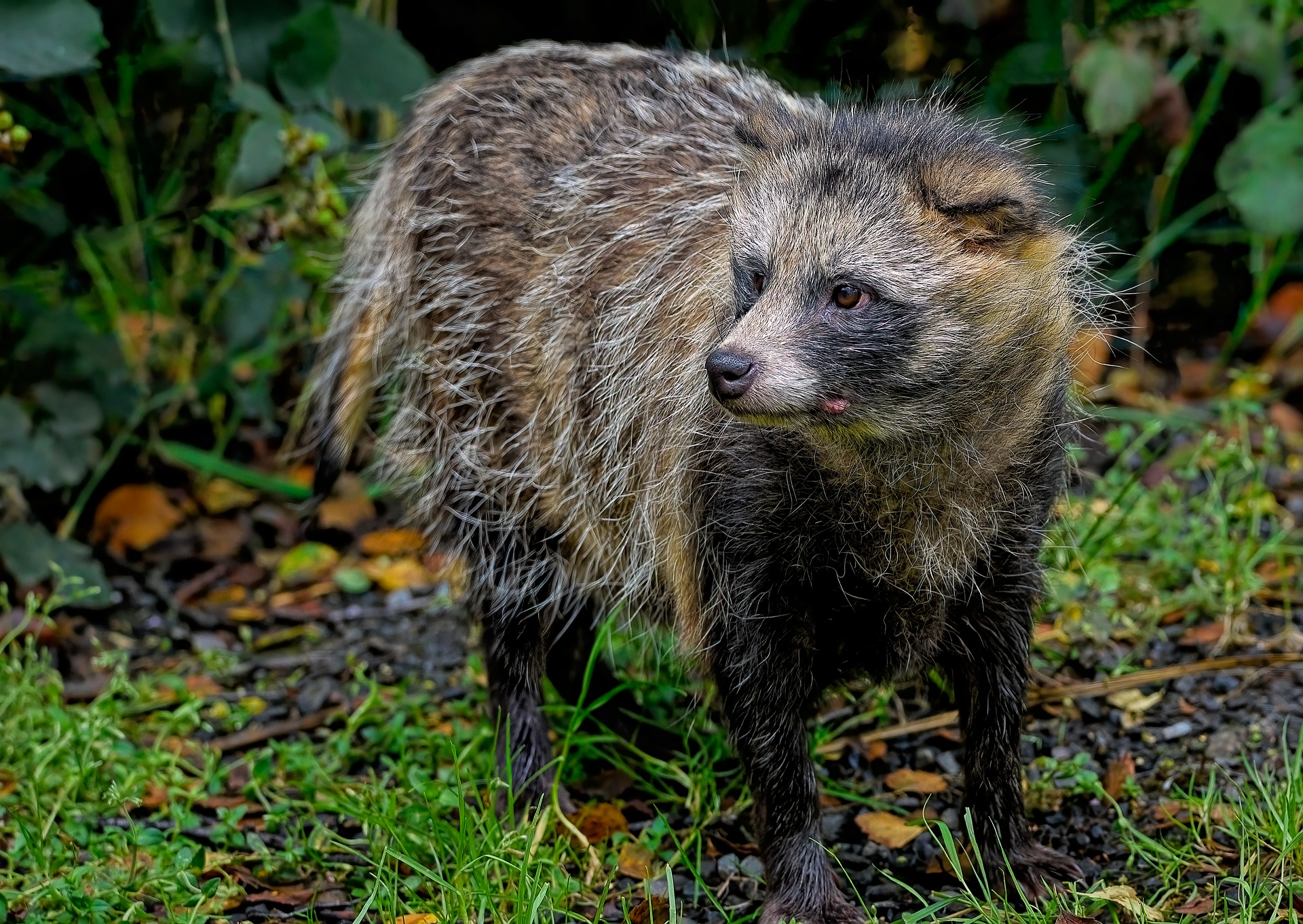 Marderhund, der aus dem Wald kommt